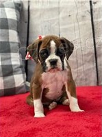 KC Boxer štěňata. KC Boxer štěňata.