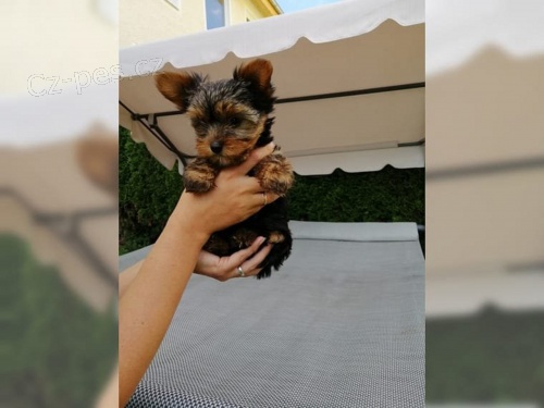 Yorkshire terrier bez PP Yorkshire terrier bez PP