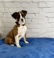 Pěkné a roztomilé boxerské štěňátka. Pěkné a roztomilé boxerské štěňátka.