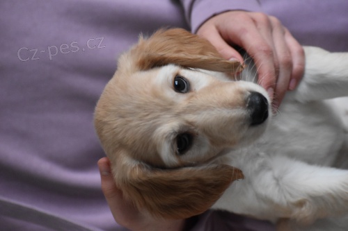 Fenka Afg�nsk�ho chrta 4 m�s�ce