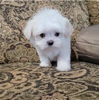 Dobře socializovaná maltská štěňata. Dobře socializovaná maltská štěňata.