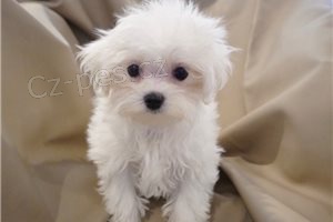 Krásná maltská štěňátka připravená k rehomingu. Krásná maltská štěňátka připravená k rehomingu.