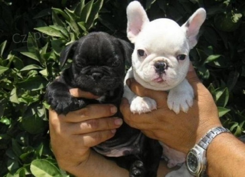 Kc Štěňata francouzského buldočka. Kc Štěňata francouzského buldočka.