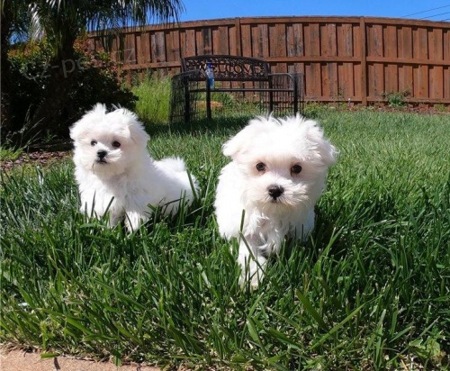 Ohromující Kc Reg maltézská štěňata. Ohromující Kc Reg maltézská štěňata.