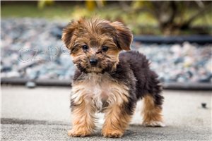 Vzácné štěňata Yorkshirského teriéra. Vzácné štěňata Yorkshirského teriéra.