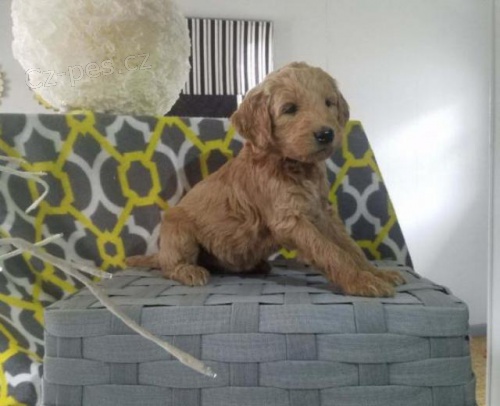 Okouzlujc tata Goldendoodle.