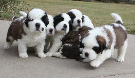 Registrovan tata svatho Bernarda.