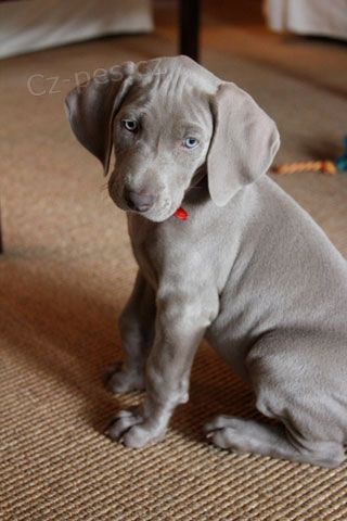 �t��ata v�marsk�ch oha�� k adopci