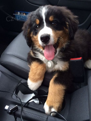 �t��ata Bernsk�ho sala�nick�ho psa k adopci.