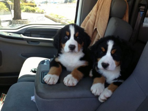 �t��ata Bernsk�ho sala�nick�ho psa k adopci.