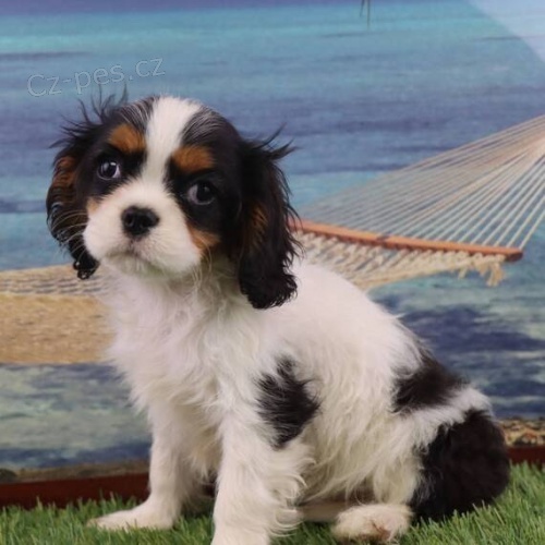 Zdrav� �t��ata Kaval�r King Charles Spaniel k adopci