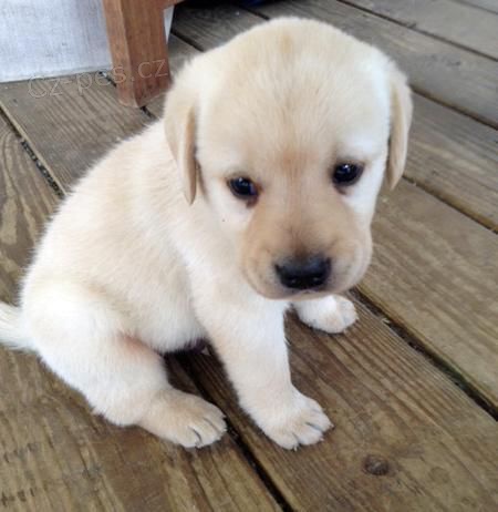 Zdravá štěňata labradora k adopci.  Zdravá štěňata labradora k adopci.