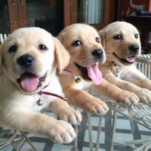 Zdravá štěňata labradora k adopci.  Zdravá štěňata labradora k adopci.