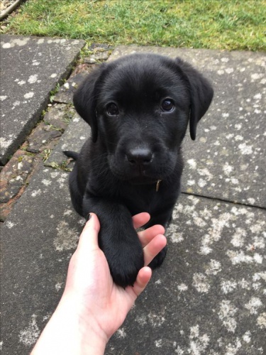 Zdravá štěňata černého labradora k adopci. Zdravá štěňata černého labradora k adopci.