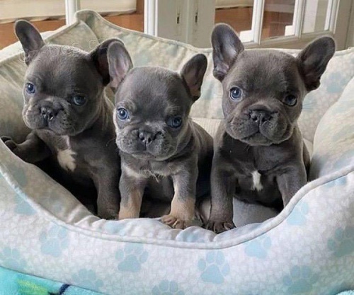 Štěňata francouzského buldočka k bezplatné adopci. Štěňata francouzského buldočka k bezplatné adopci.