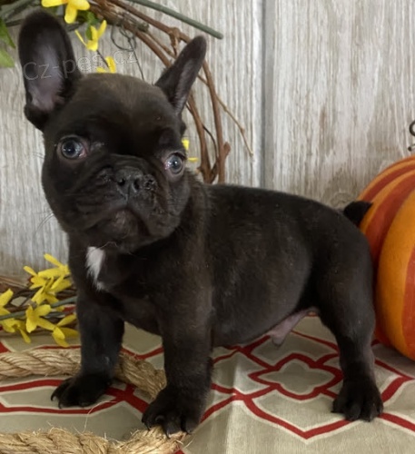 Prod�m ZDRAV� a O�KOVAN� �t��ata francouzsk�ho buldo�ka.