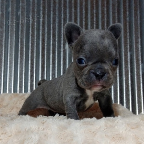 ZDRAV� a O�KOVAN� �t��ata mini francouzsk�ho buldo�ka k adopci