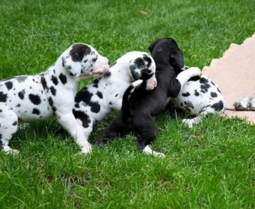 ڞasn a roztomil tata Great Dane.