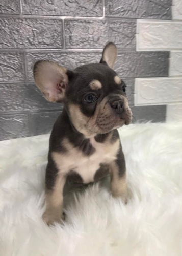 Francouzský buldoček Francouzský buldoček