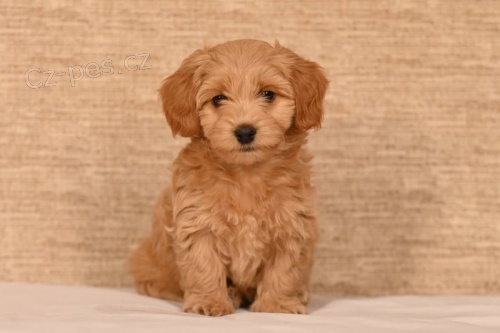 Havansk� bi�onek �t��ata na prodej