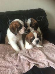 Rozkon tata svatho Bernarda.