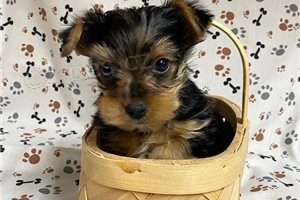 Yorkie teriér štěňata k adopci. Yorkie teriér štěňata k adopci.