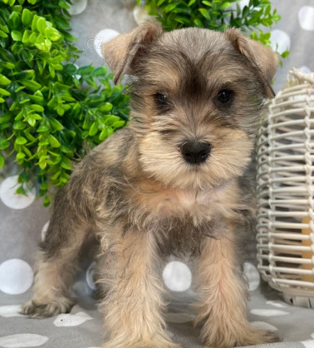 Štěňata malého knírače k adopci. Štěňata malého knírače k adopci.
