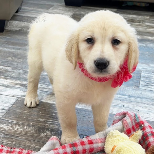 Prod�m ZDRAV� a O�KOVAN� �t��ata zlat�ho retr�vra.