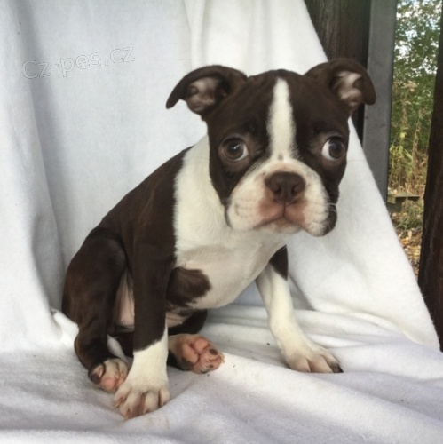 Prod�m vycvi�en� �t��ata bostonsk�ho teri�ra