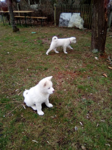 štěňata akita americka   jsou vám k dispozicii. štěňata akita americka   jsou vám k dispozicii.