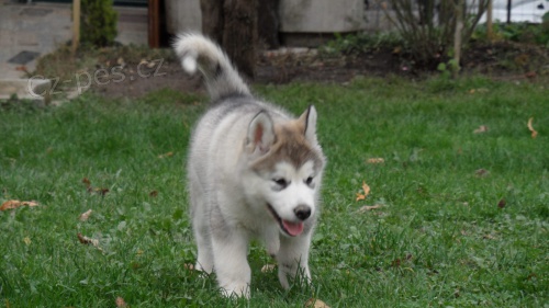 Aljašské děti Malamute jsou k dispozici co nejdříve Aljašské děti Malamute jsou k dispozici co nejdříve