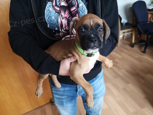 boxer štěňata k dispozici pro nové domovy boxer štěňata k dispozici pro nové domovy