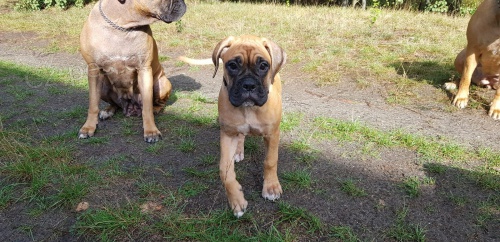 Štěňata boxerů jsou nyní k dispozici pro adopci Štěňata boxerů jsou nyní k dispozici pro adopci