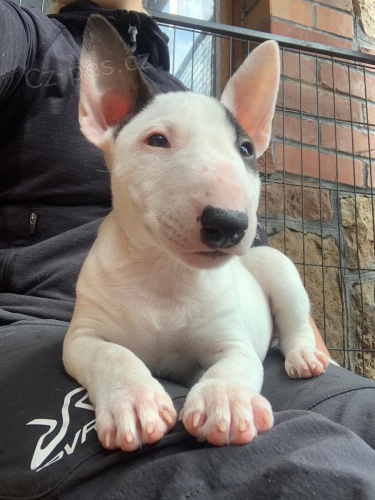 2 Miniaturní Štěňata BullTerrier pro nové domovy 2 Miniaturní Štěňata BullTerrier pro nové domovy