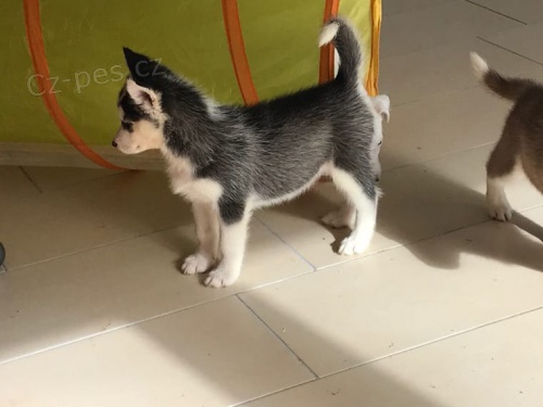 štěňátka sibiřského husky pro adopci. kontakt pro více informací a obrázků štěňátka sibiřského husky pro adopci. kontakt pro více informací a obrázků