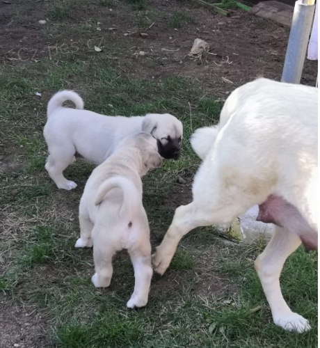 štěňata kangal hledající nové domovy štěňata kangal hledající nové domovy