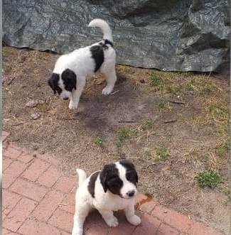 2 Štěňata Landseer velmi zdravá 2 Štěňata Landseer velmi zdravá