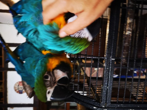 Prokázaná chovná dvojice modré a zlaté macaws Muž 9 let žena 7 let velmi poučný a zvyklý na lidi Prokázaná chovná dvojice modré a zlaté macaws Muž 9 let žena 7 let velmi poučný a zvyklý na lidi