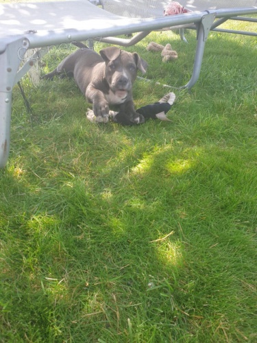 2 Americký  Blue pitbulteriér pro nové domy 2 Americký  Blue pitbulteriér pro nové domy
