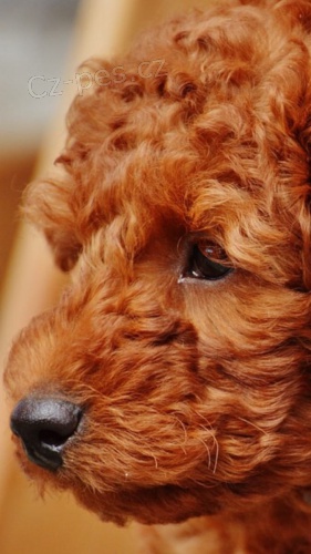 2 mini pudlová štěňátka k adopci 2 mini pudlová štěňátka k adopci