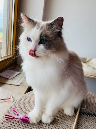 Ragdoll koťátka k dispozici velmi naléhavě potřebuji domů Ragdoll koťátka k dispozici velmi naléhavě potřebuji domů