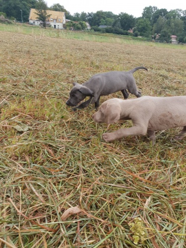 Weimaraner (Whippet) štěňata k dispozici Weimaraner (Whippet) štěňata k dispozici