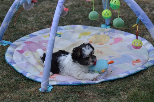 bílý Jorkšírský teriér hledat štěňata nových domovů k adopci. bílý Jorkšírský teriér hledat štěňata nových domovů k adopci.