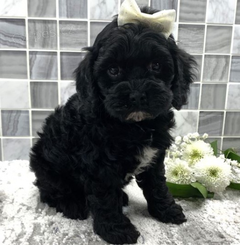 kokršpaněl / pudl mix štěňata= Cockapoo kokršpaněl / pudl mix štěňata= Cockapoo