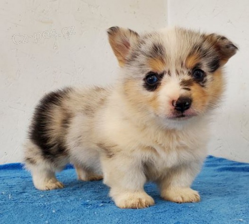 Welsh Pembroke corgi tri barevné t. Byli vychováni v našem domě spolu se svou matkou a tátou. s certifikátem 5 generace, odčervené očkování Welsh Pembroke corgi tri barevné t. Byli vychováni v našem domě spolu se svou matkou a tátou. s certifikátem 5 generace, odčervené očkování