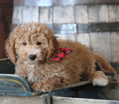 Goldendoodle  =štěňata mix zlatý retrívr / pudl,  Goldendoodle  =štěňata mix zlatý retrívr / pudl,