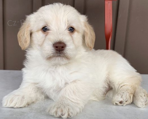 Labradoodle  Labradore  / pudl mix) španěl Štěňata, kteří hledají navždy domovy. Labradoodle  Labradore  / pudl mix) španěl Štěňata, kteří hledají navždy domovy.
