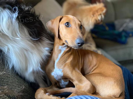 krásná azawakská  (Avazak )štěňata k adopci krásná azawakská  (Avazak )štěňata k adopci