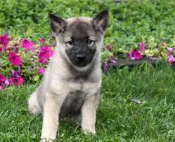 černý norský elkhound černý norský elkhound