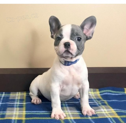 Štěňata francouzského buldoka pro rehoming. Štěňata francouzského buldoka pro rehoming.